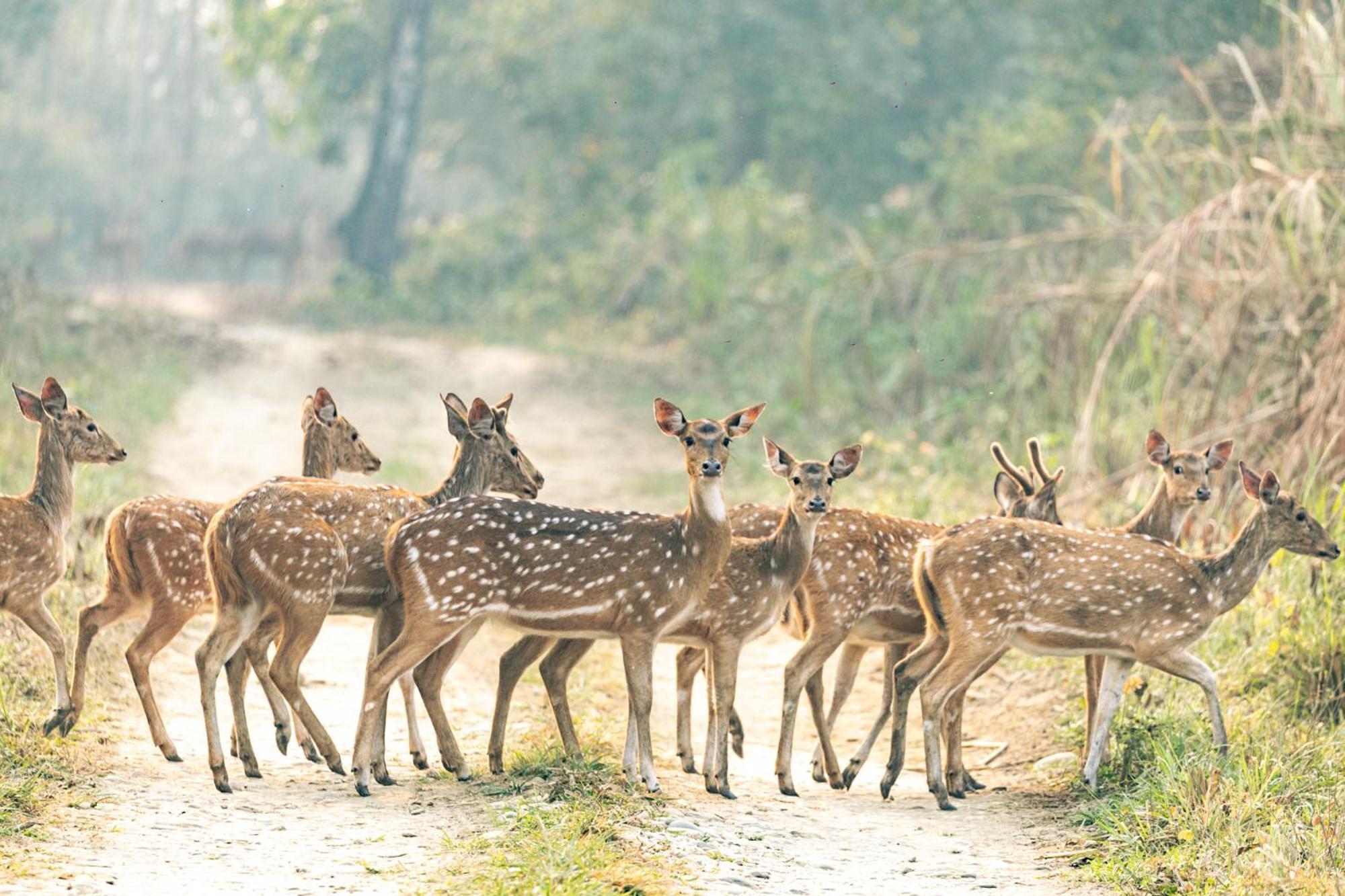 Kasara Chitwan Hotel Patlahara Bagian luar foto