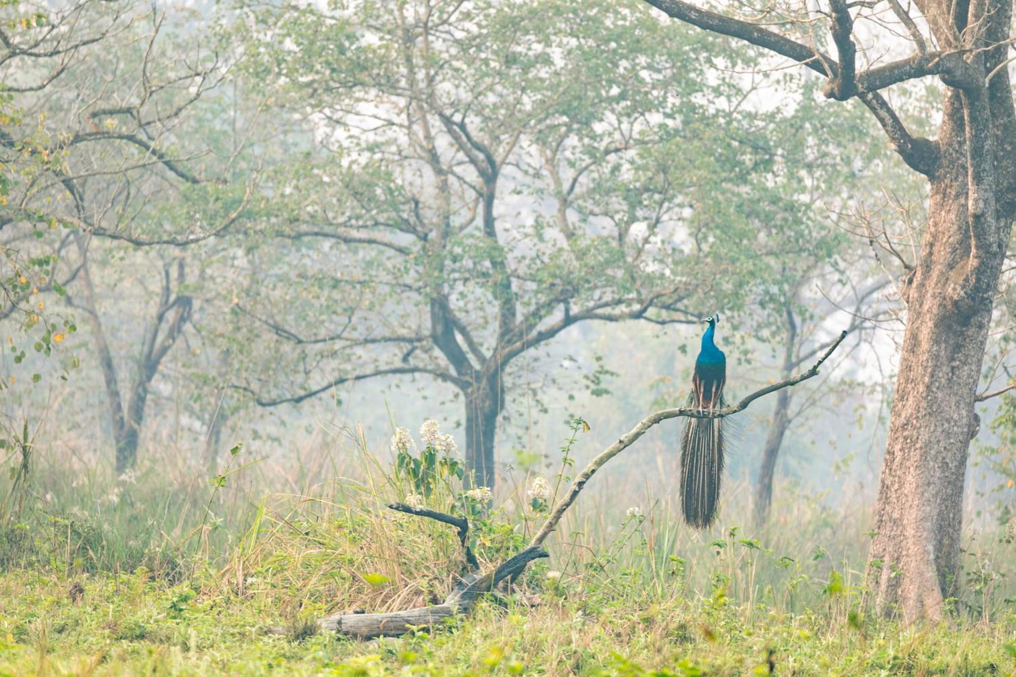 Kasara Chitwan Hotel Patlahara Bagian luar foto