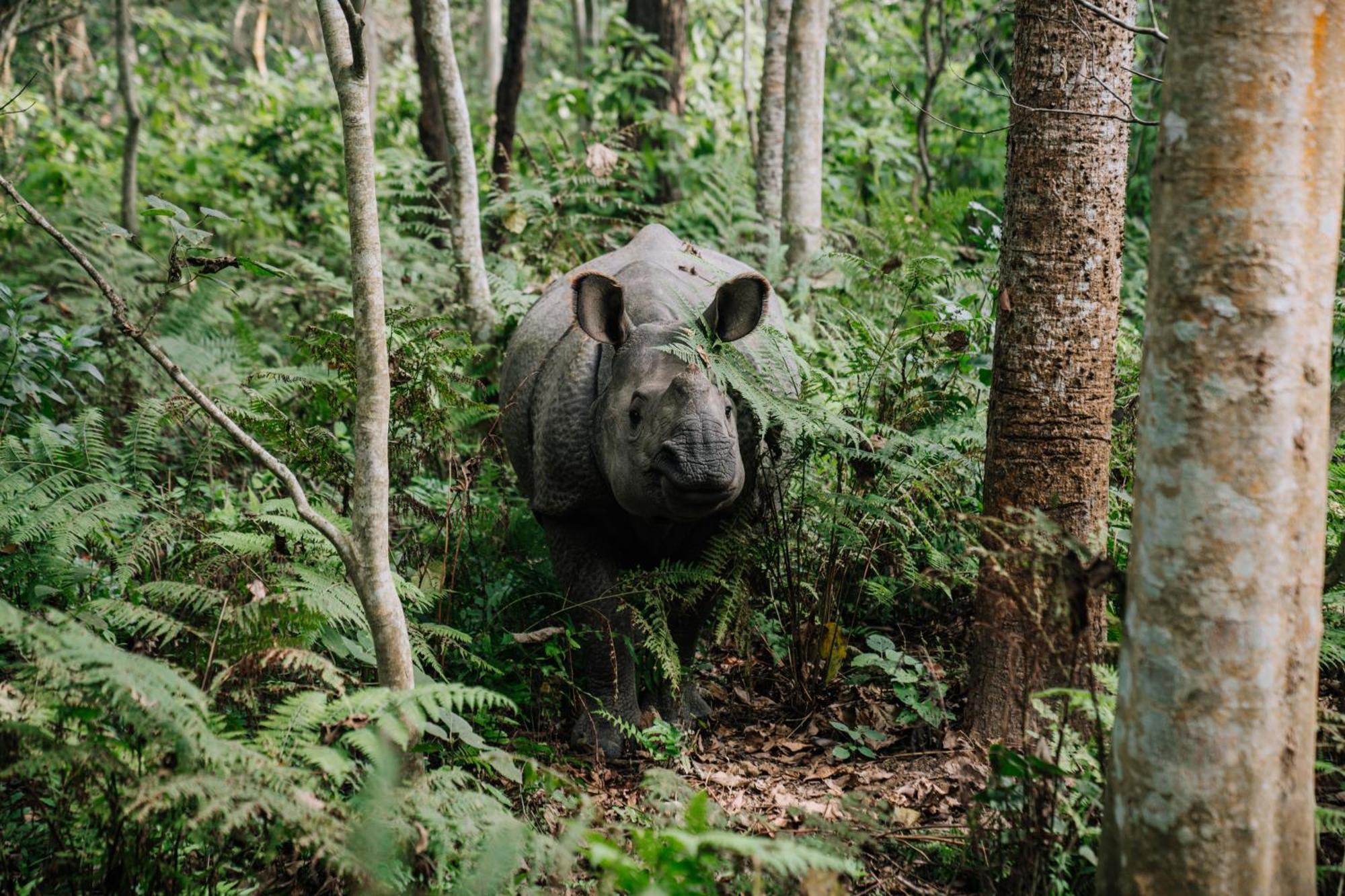 Kasara Chitwan Hotel Patlahara Bagian luar foto